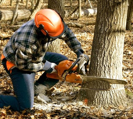 Tree Removal in Upton, KY